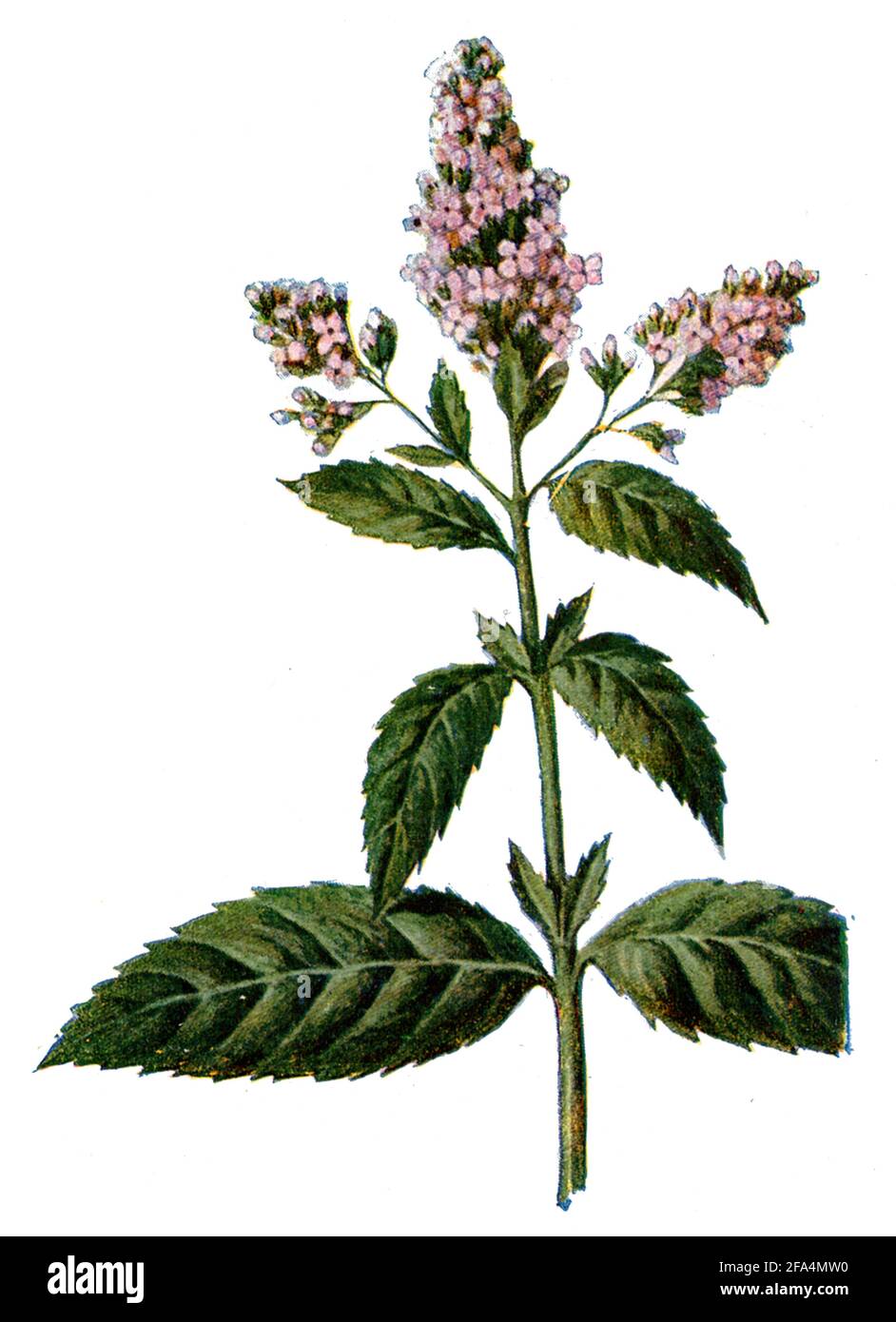 Menta piperita;genziana gialla / Mentha piperita;Gentiana lutea / Minze, Pfeffer- / Health book, 1920) Foto Stock