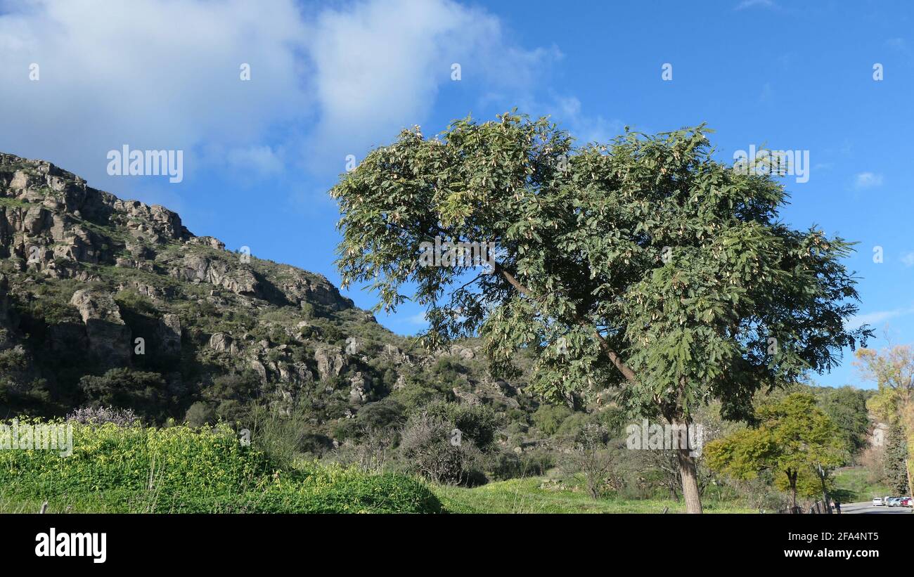 Tipuana tipu albero in prato vicino villaggio andaluso Foto Stock