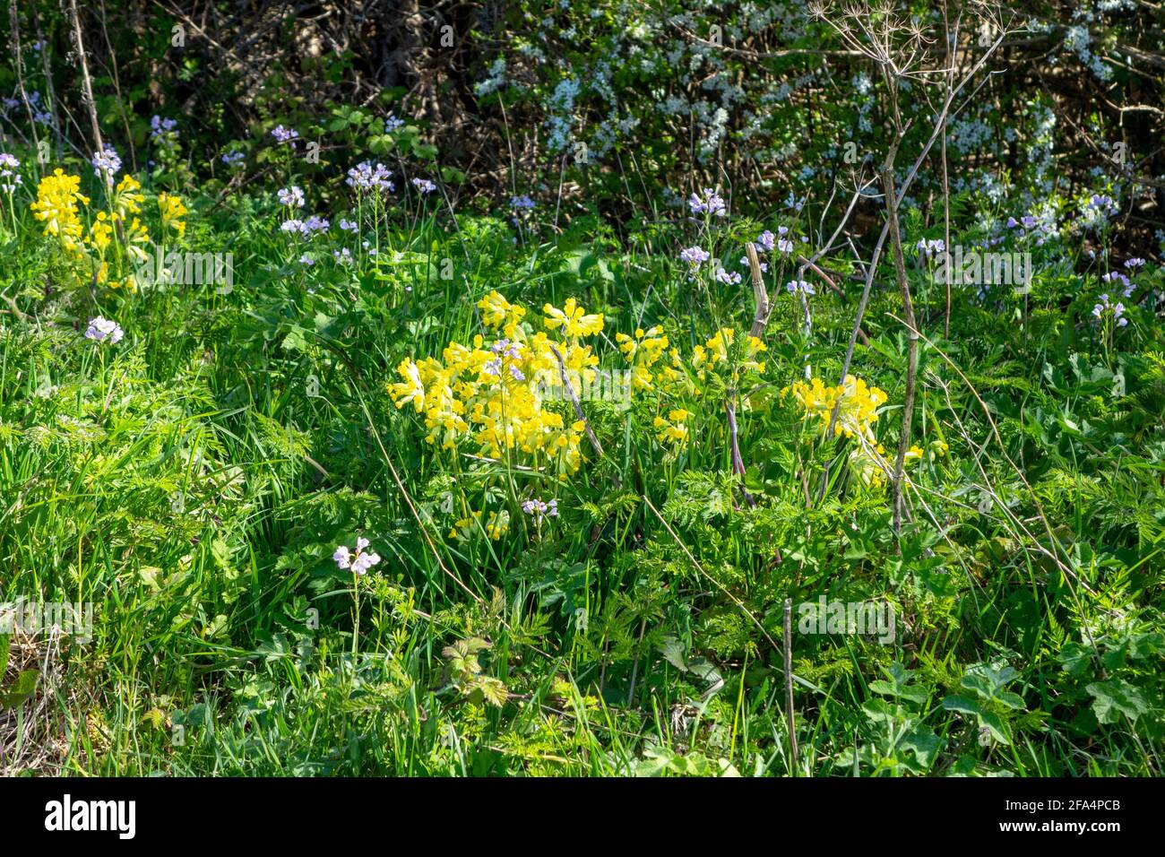 Cowslips che crescono nel hedgerow, Sussex orientale, Regno Unito Foto Stock