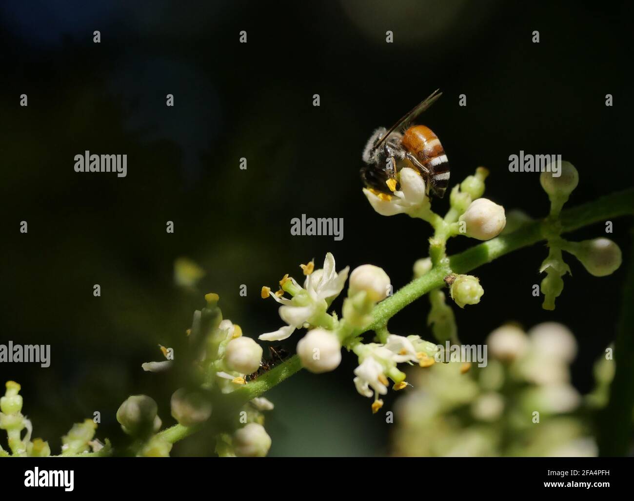 Miele Bee raccolta polline alla ricerca di nettare su Clausena Harmandiana fioritura con sfondo verde naturale e nero Foto Stock