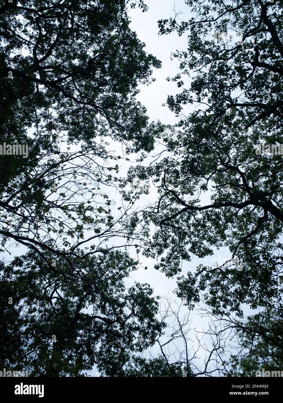 Sotto la foresta albero rami ombra con cielo blu sfondo Foto Stock