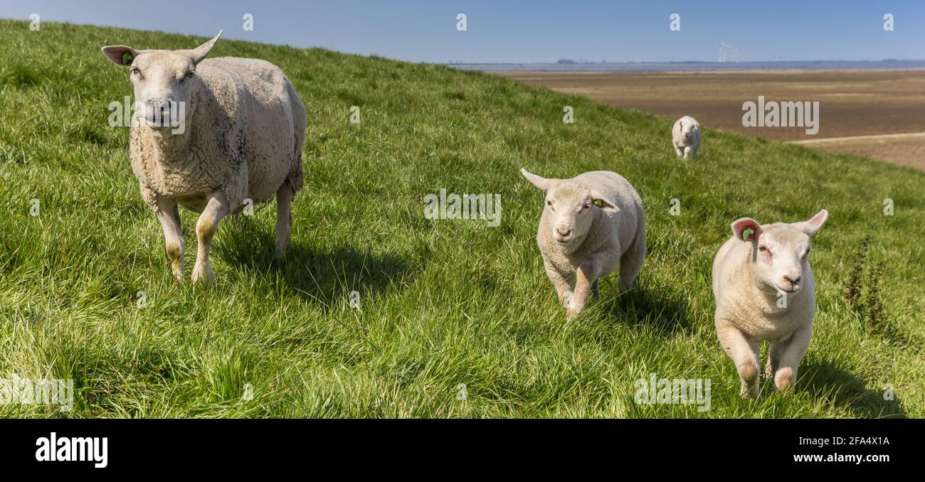 Panorama delle pecore madri e dei piccoli agnelli nella regione di Dollard, Olanda Foto Stock