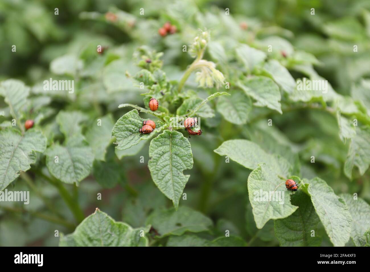 Coleottero di patate del Colorado e larva rossa che strisciano e mangiano le foglie di patate. Foto Stock