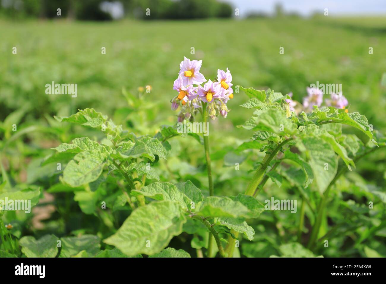 Patate in fiore. Primo piano fiori vegetali biologici fioritura in giardino. Coltivare e coltivare patate. Foto Stock