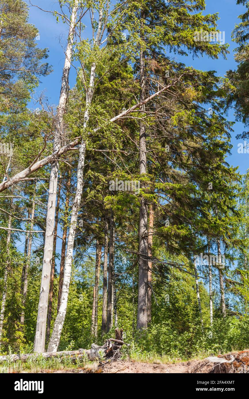 Paesaggio forestale estivo europeo con un albero caduto su un estate giorno di sole Foto Stock