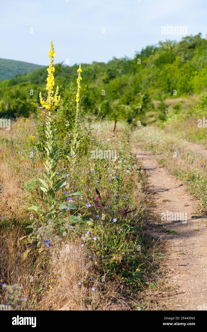 Alto fiore giallo crescono vicino strada rurale. Verbascum densiflorum, la mullein di denseflower o la mullein a fioritura densa, è una specie vegetale del genere Foto Stock