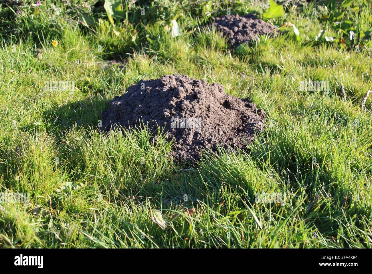 Appena scavato mole collina in un giardino. Concetto di controllo dei parassiti Foto Stock