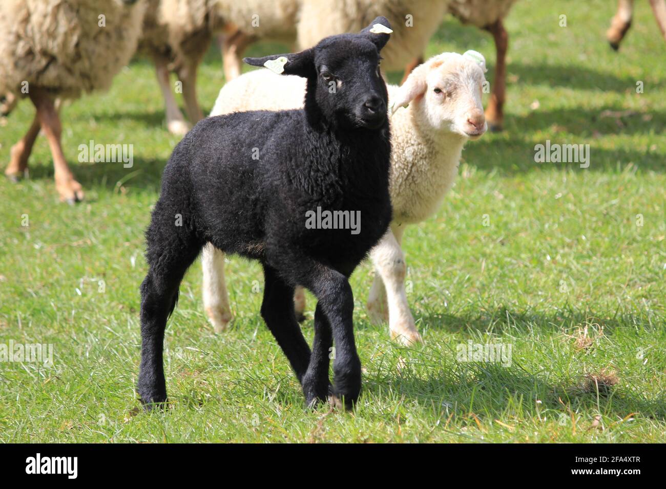 Mandria di ovini nel parco cittadino di Staddijk a Nijmegen, Paesi Bassi Foto Stock