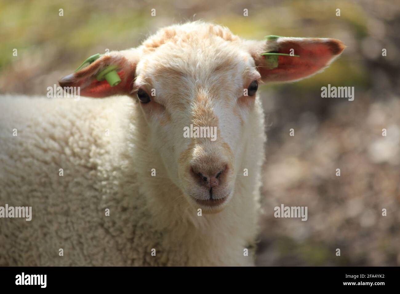 Mandria di ovini nel parco cittadino di Staddijk a Nijmegen, Paesi Bassi Foto Stock