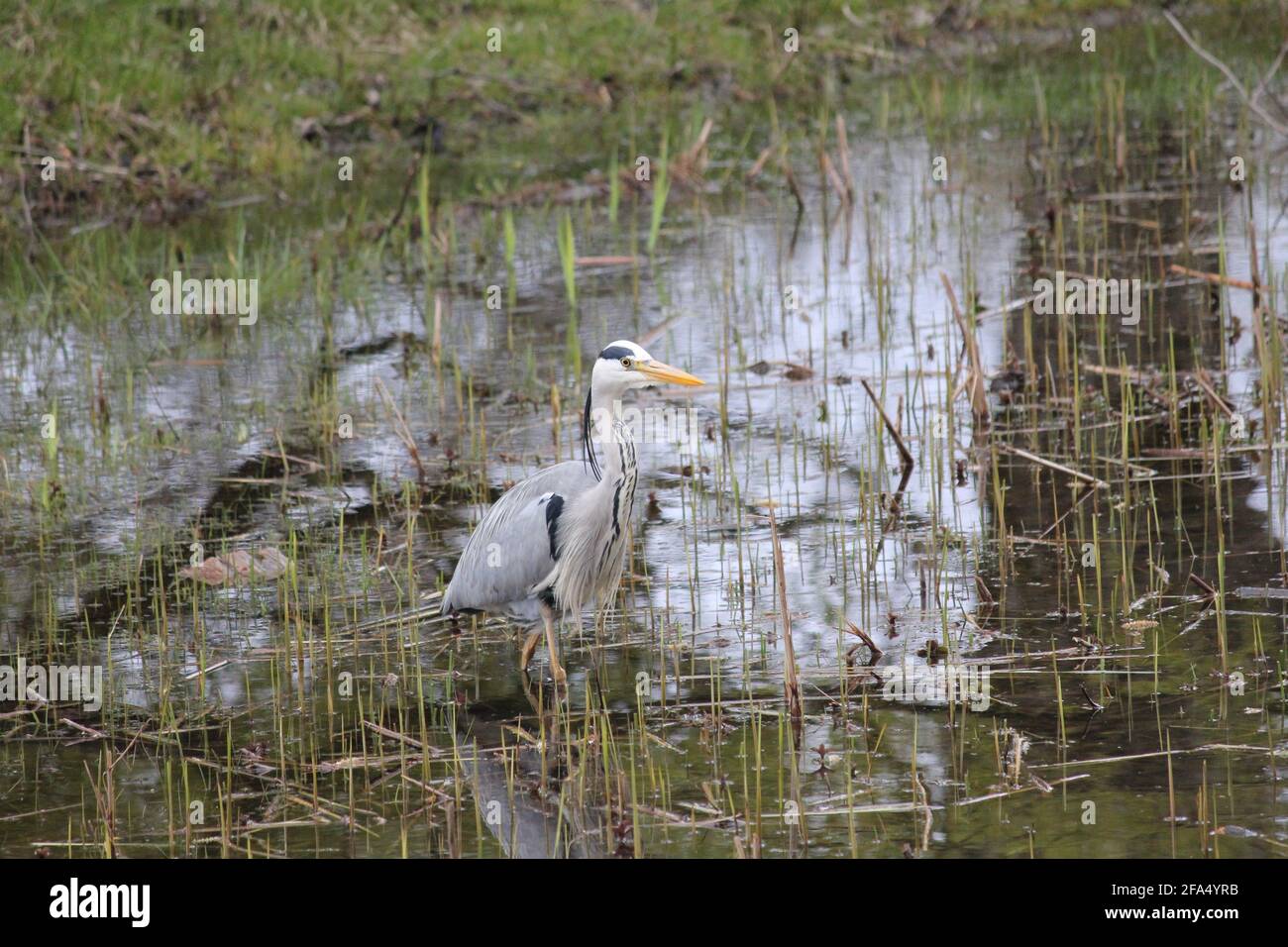 Airone grigio nel parco cittadino di Staddijk a Nijmegen, Paesi Bassi Foto Stock