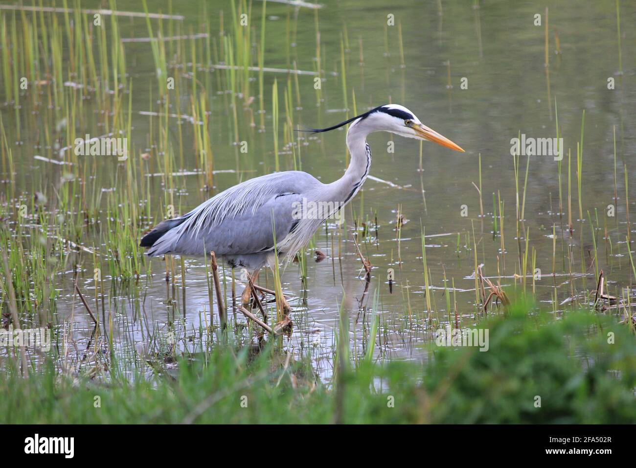 Airone grigio nel parco cittadino di Staddijk a Nijmegen, Paesi Bassi Foto Stock