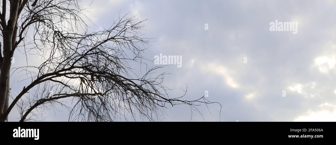 albero di ramo in giardino per sfondo di disegno. Foto Stock