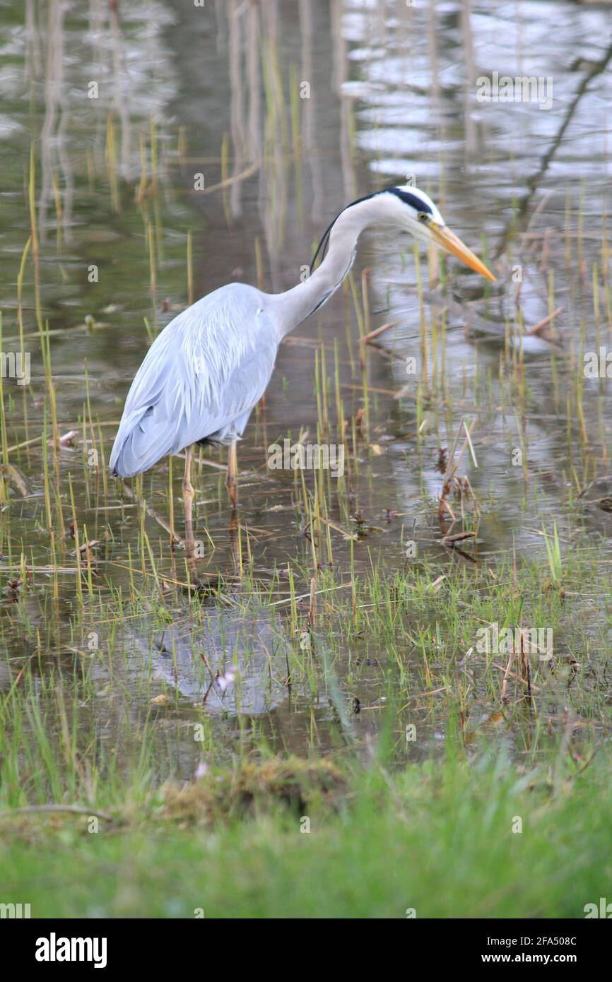 Airone grigio nel parco cittadino di Staddijk a Nijmegen, Paesi Bassi Foto Stock