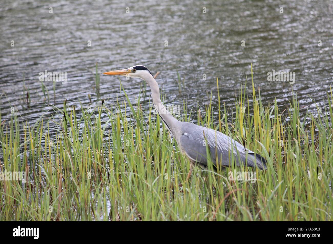 Airone grigio nel parco cittadino di Staddijk a Nijmegen, Paesi Bassi Foto Stock