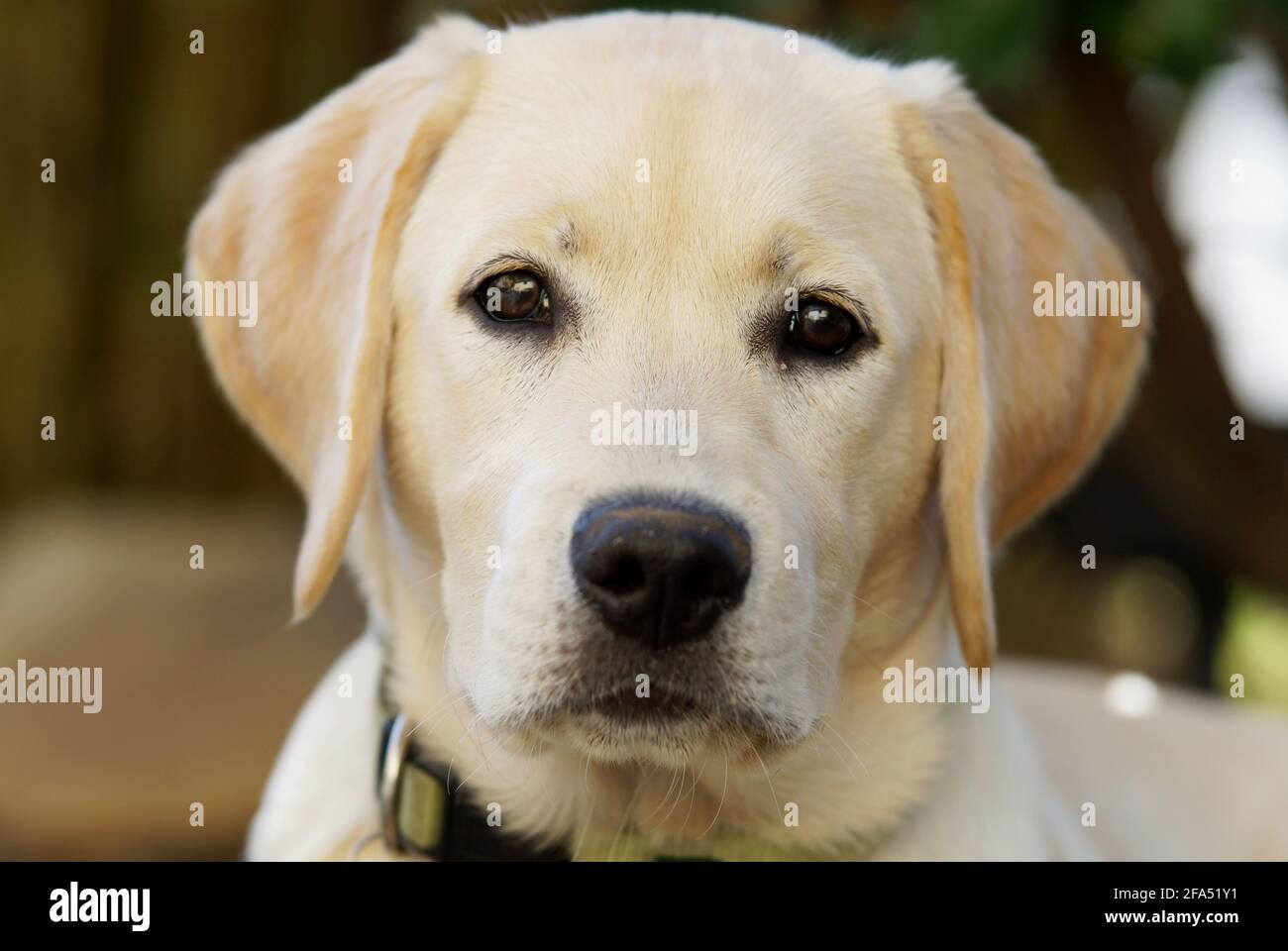 ritratto del giovane cane labrador retriever giallo Foto Stock