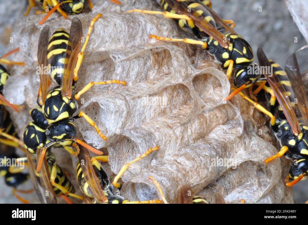 Italia, Lombardia, carta Wasp, Polistes Gallicus Foto Stock