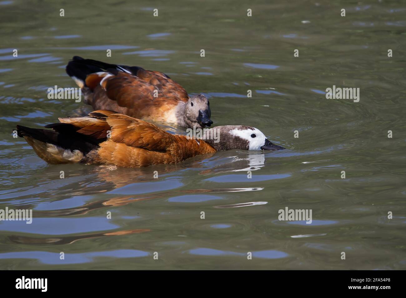 Un paio di anatre bianche Foto Stock