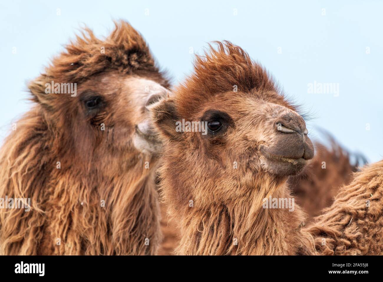 Il cammello africano è un ungulato del genere Camelus Foto Stock