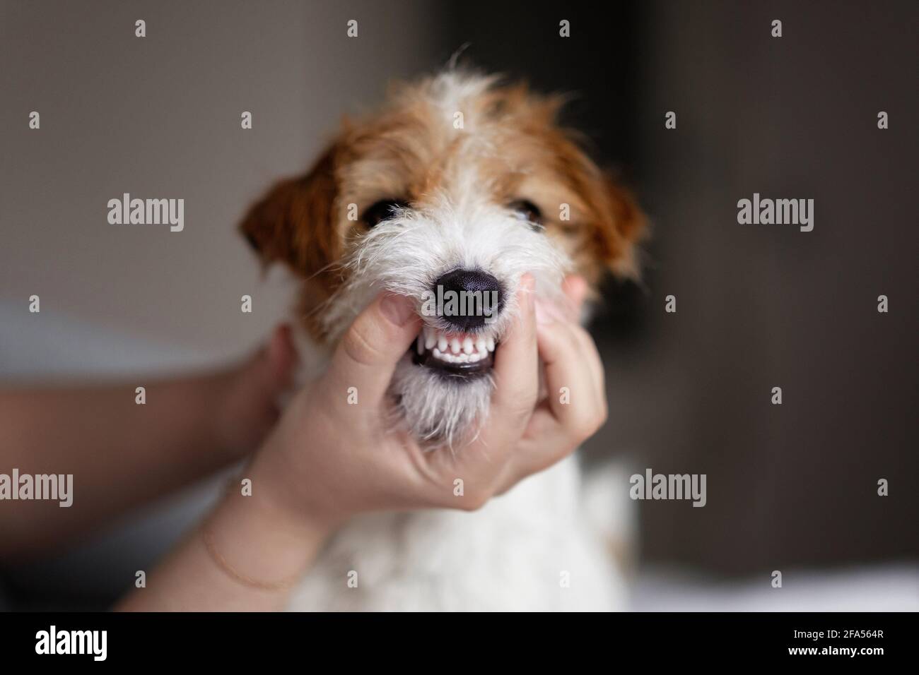 il medico esamina i denti di un cane, tartaro di cane, denti puliti e belli Foto Stock