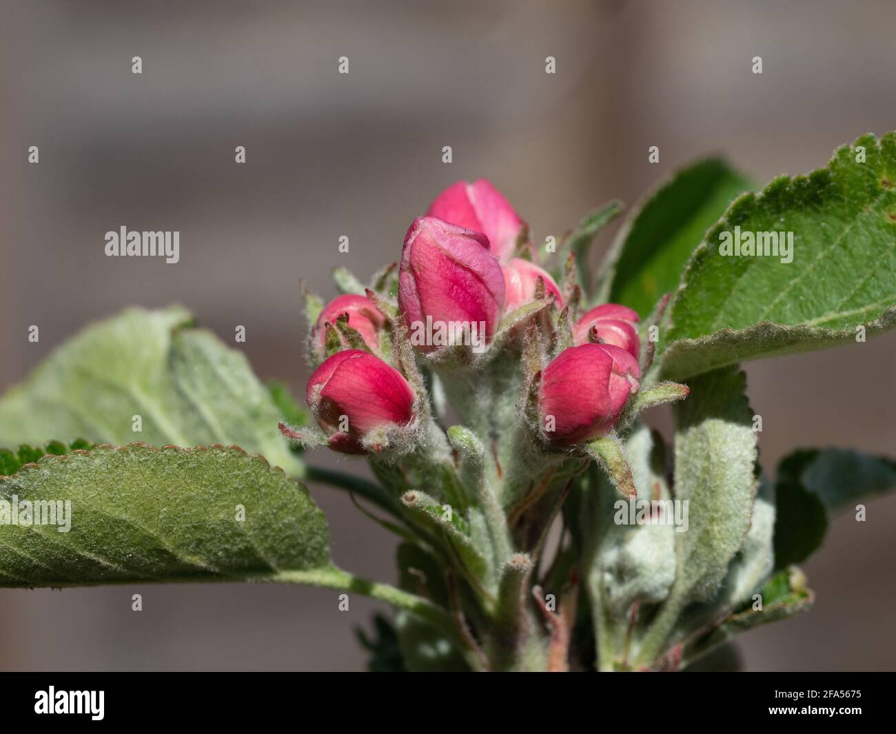 James Greaves fiore di mela Foto Stock