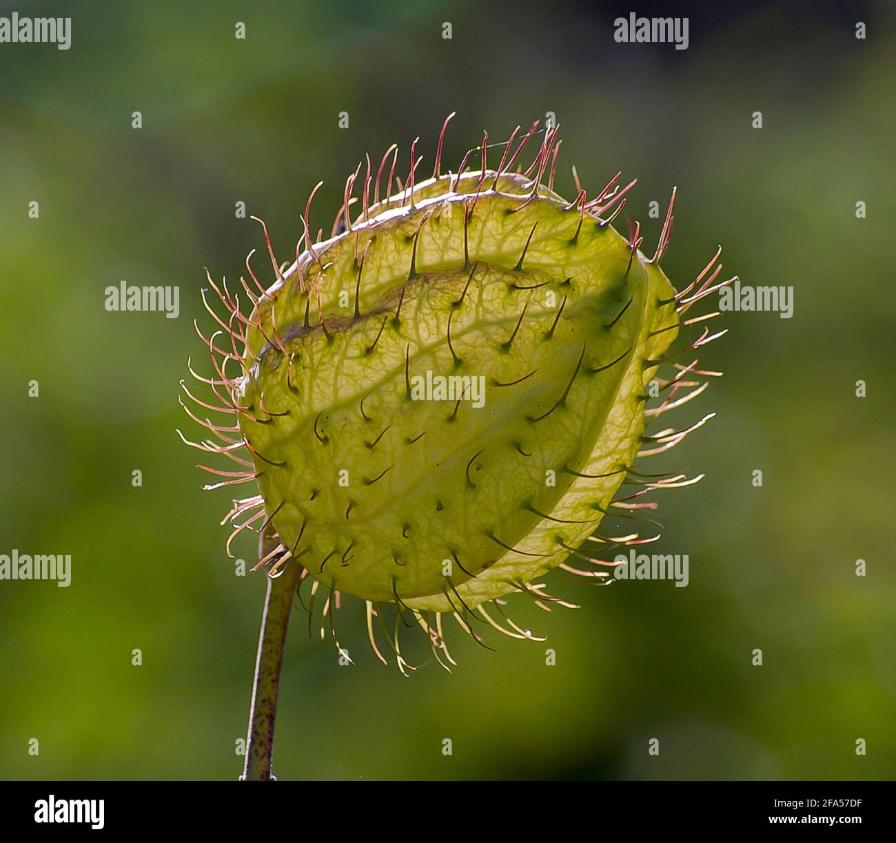 Testa di semina di bush di cotone mongolfiera (Gomphocarpus physocarpus)palle pelose, pallanolaio, palle di vescovo, testa di salvataggio, o pianta di cigno, erbacce ambientali. Foto Stock