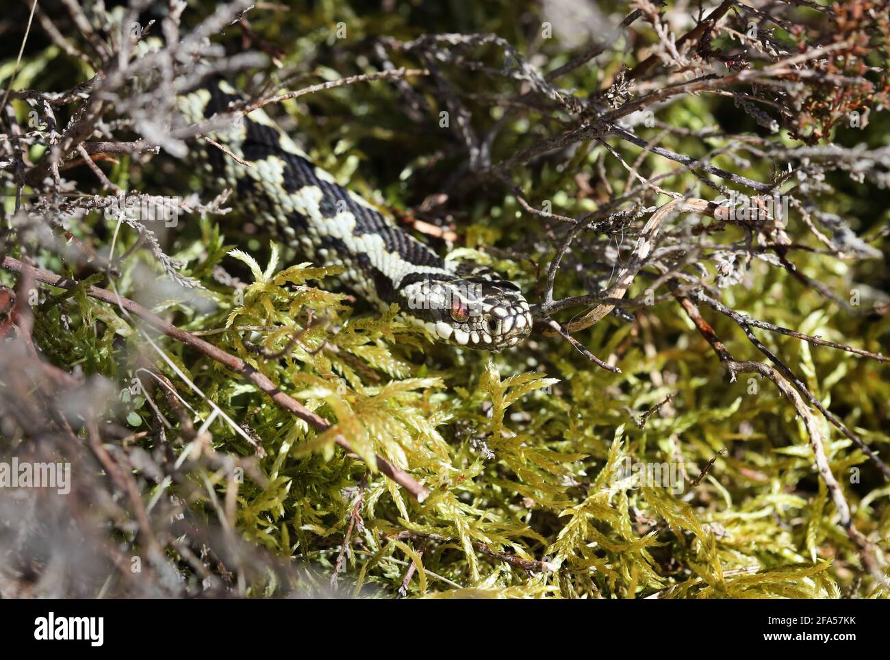 Il sommatore (Vipera berus) nella brughiera Habitat, North Pennines, Teesdale, County Durham, Regno Unito Foto Stock