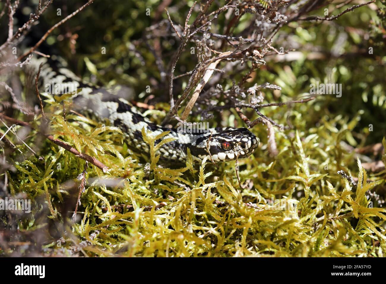 Il sommatore (Vipera berus) nella brughiera Habitat, North Pennines, Teesdale, County Durham, Regno Unito Foto Stock