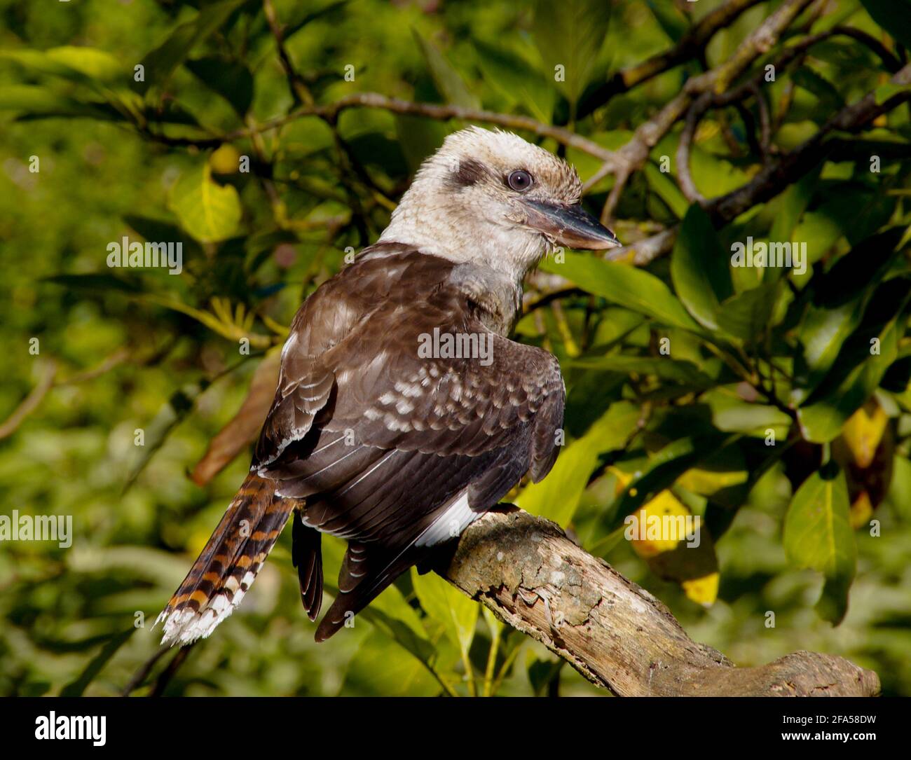 Ridendo kookaburra, (kingfisher, dacelo) arroccato in un albero di avocado (persea amaericana), godendo il sole, in un frutteto in Queensland, Australia Foto Stock