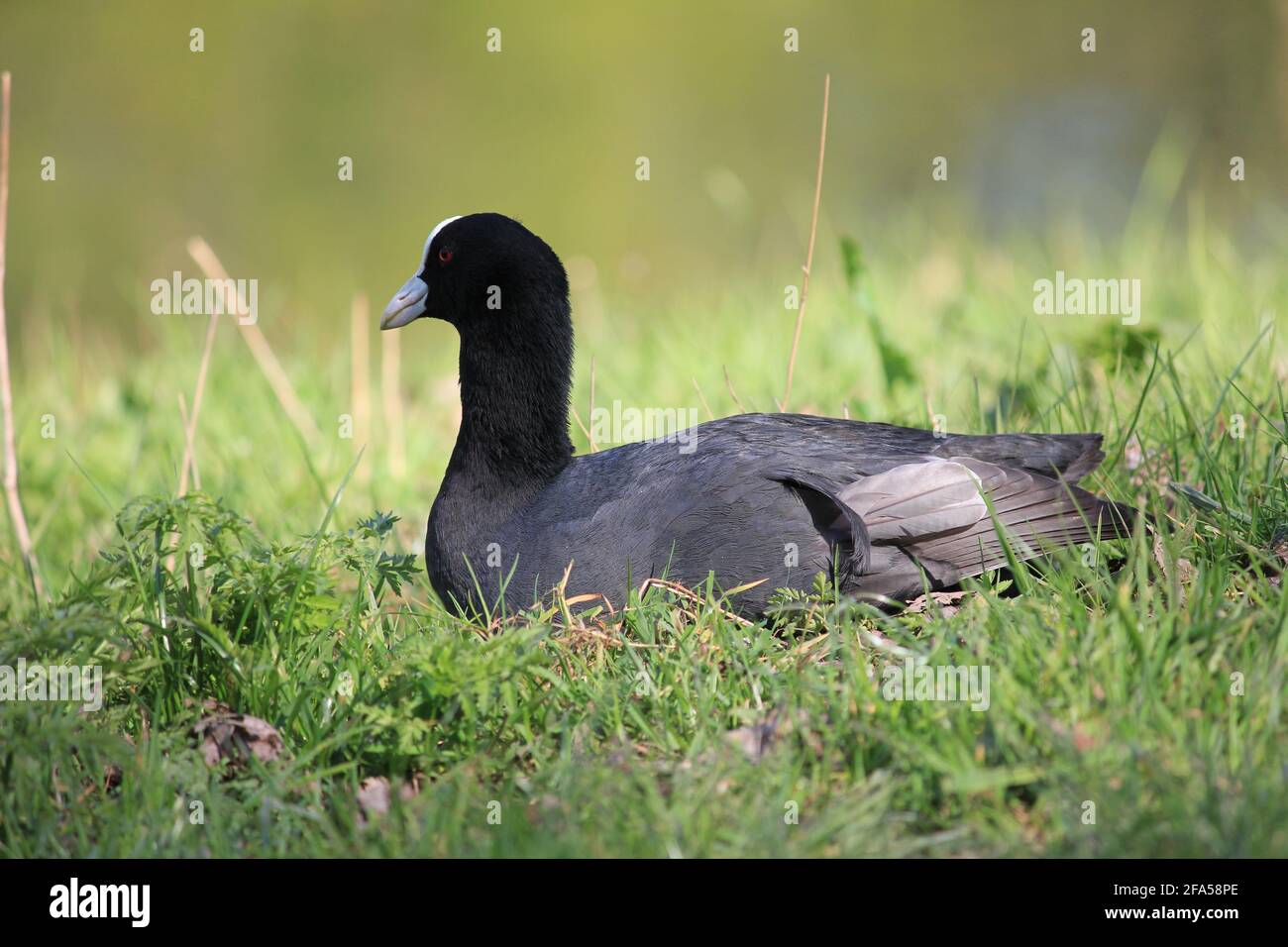 Coot nel citypark Staddijk a Nijmegen, Paesi Bassi Foto Stock