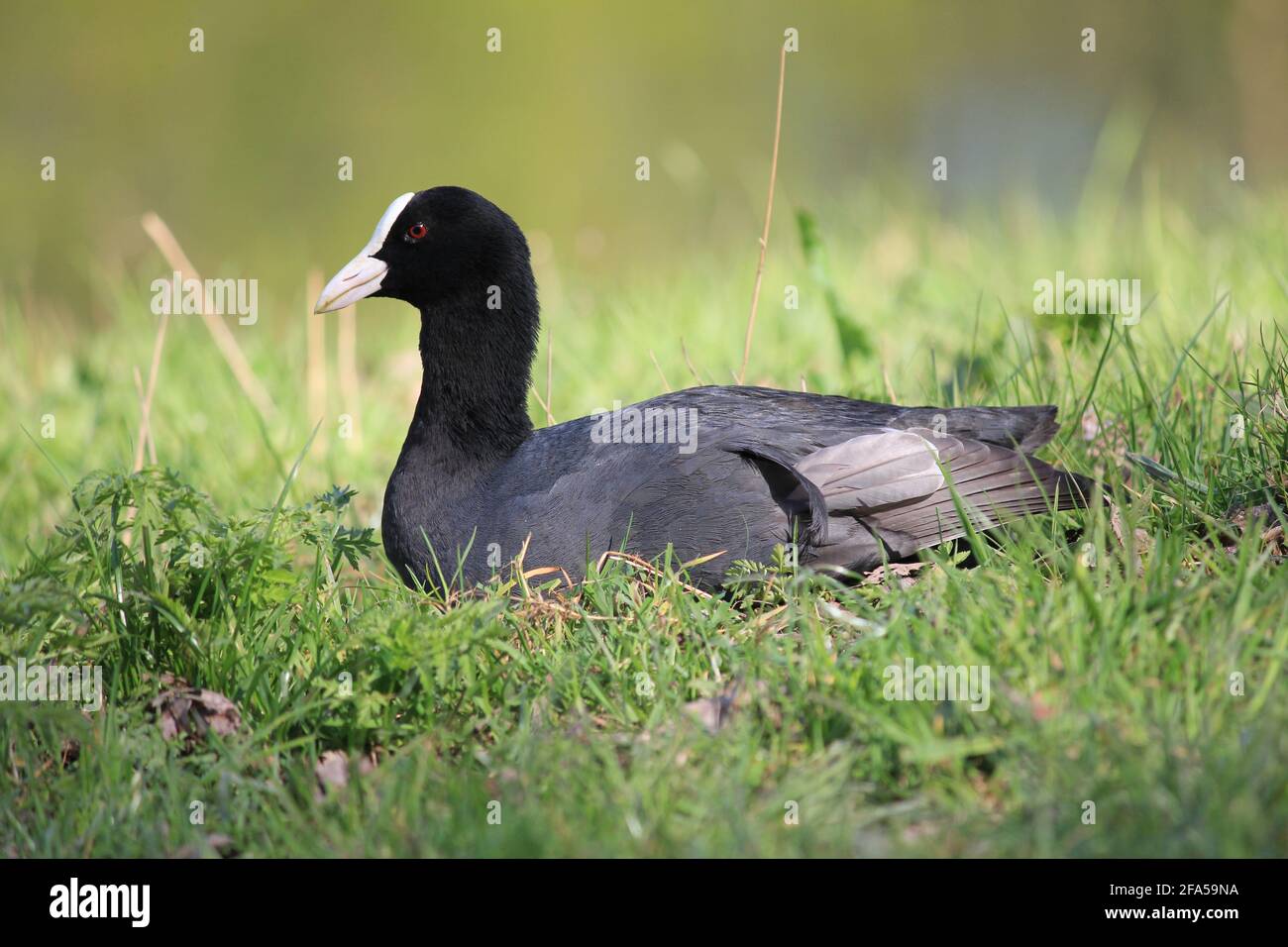 Il coot eurasiatico nel parco cittadino di Staddijk a Nijmegen, le Netrherlands Foto Stock