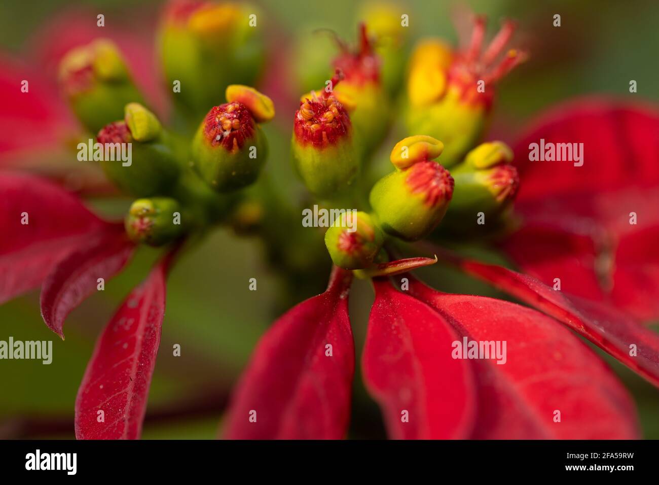Primo piano Macro shot di un fiore rosso con vibrante colori in fiore Foto Stock