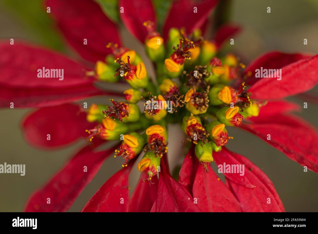 Primo piano Macro shot di un fiore rosso con vibrante colori in fiore Foto Stock