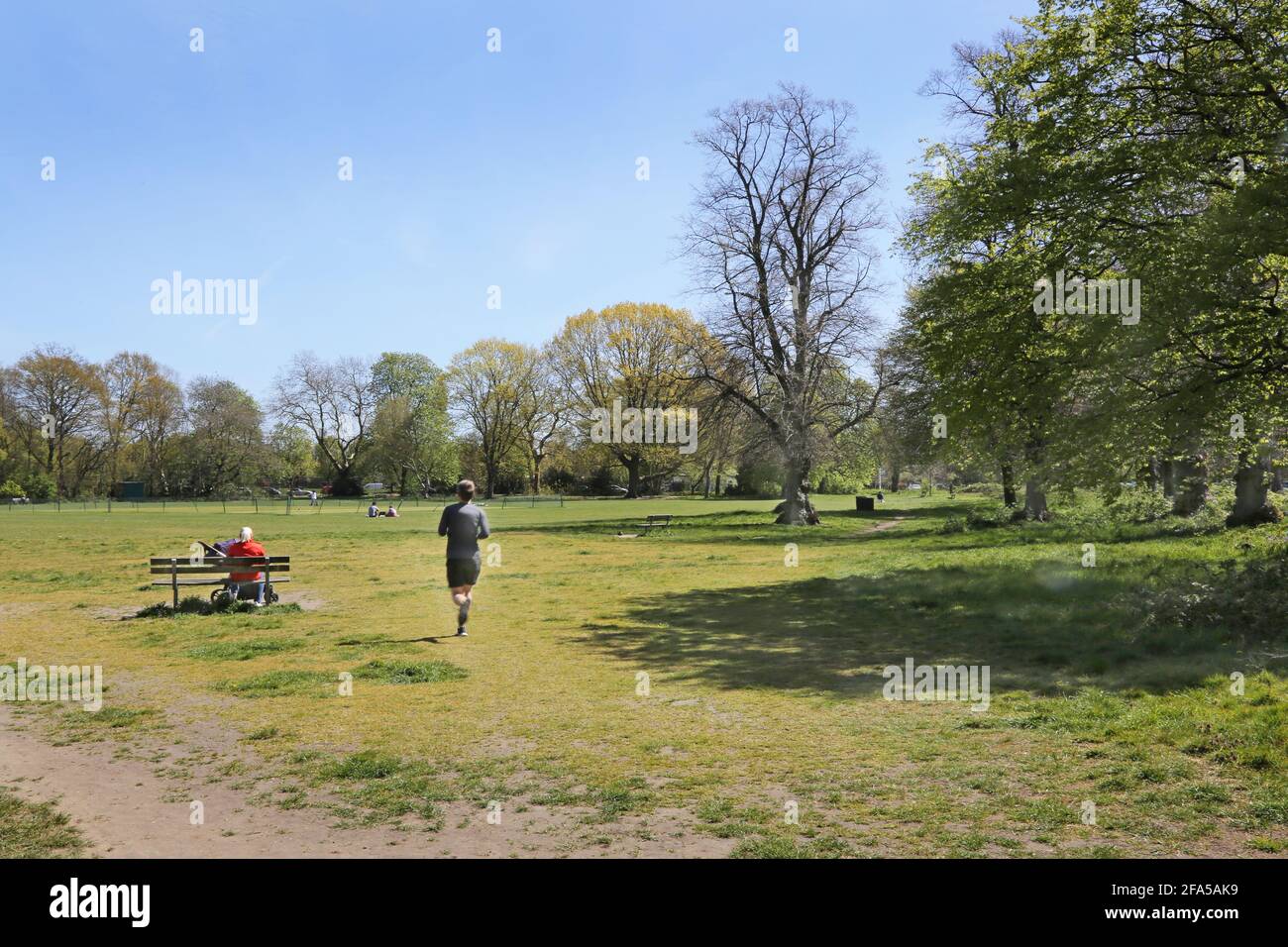 Putney Heath, Londra SW15. Un'area boschiva circonda un pictch di cricket. Cucciolo e madre, jogger maschio. Giorno di primavera. Foto Stock