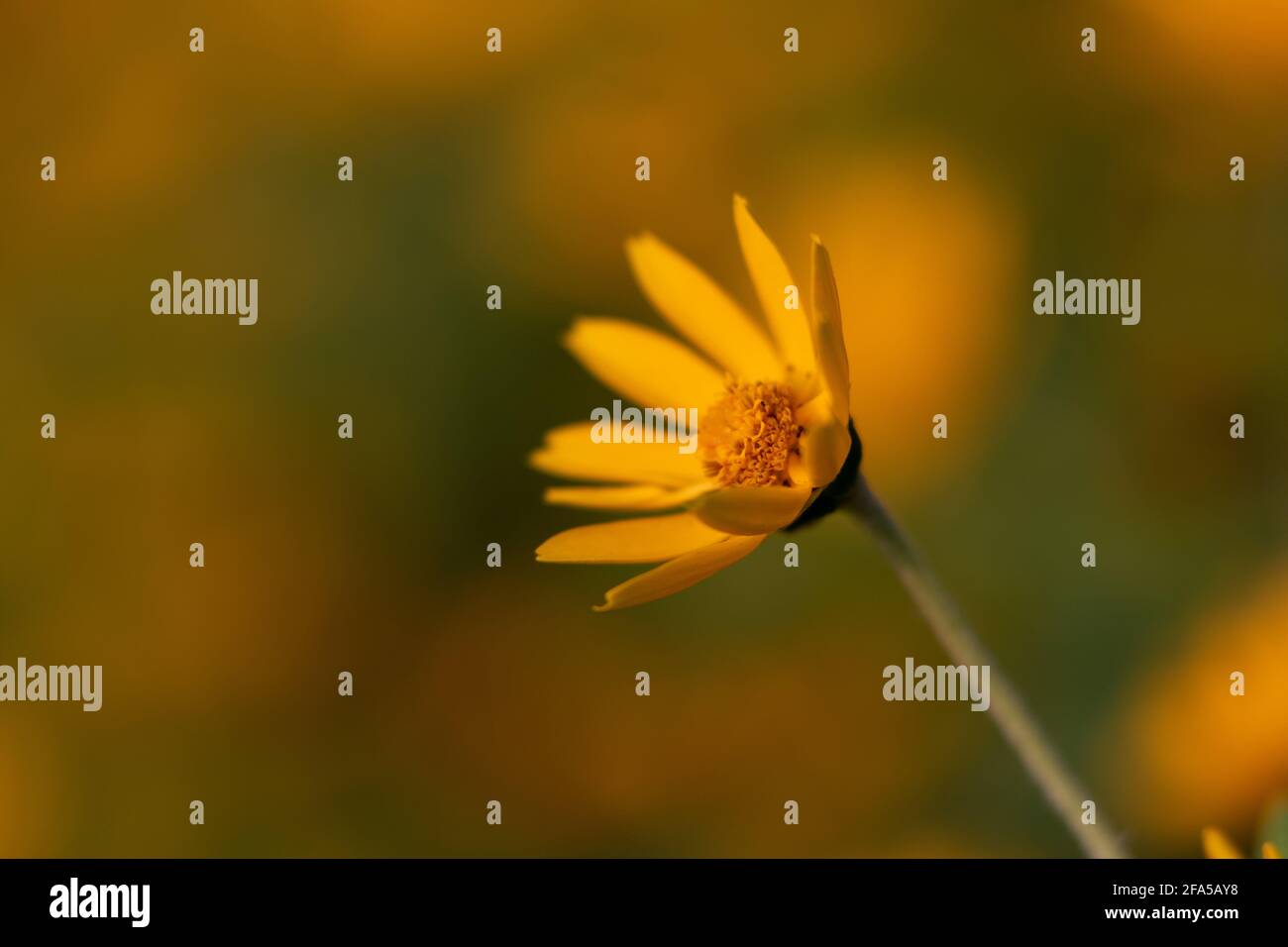 Fuoco selettivo e profondità di campo ridotta dell'immagine isolata fiore giallo in fiore all'arrivo della stagione primaverile Foto Stock