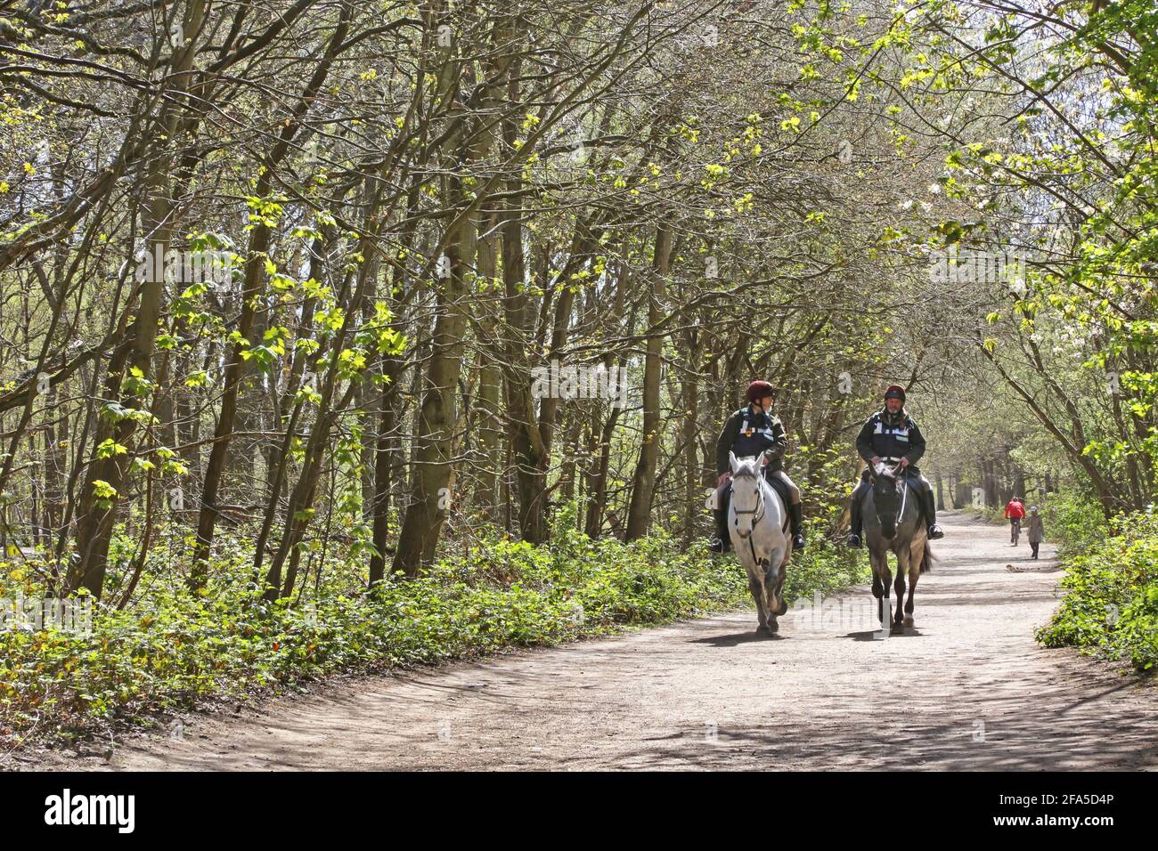 I ranger comuni di Wimbledon a cavallo attraverso i boschi sul comune di Wimbledon, a sud-ovest di Londra, Regno Unito. Foto Stock