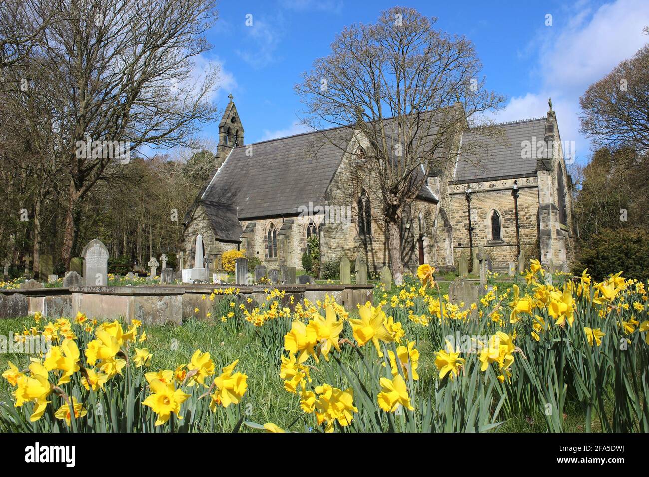 Narcisi primaverili nel cimitero della Chiesa di San Luca, Formby, Merseyside Foto Stock