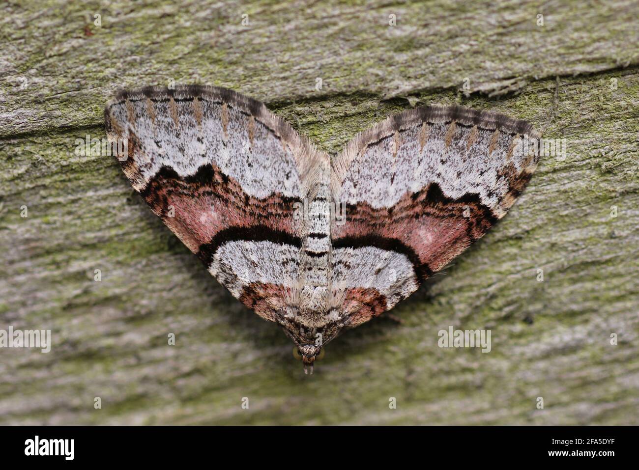 Flame Carpet Moth- Xanthorhoe designata Foto Stock