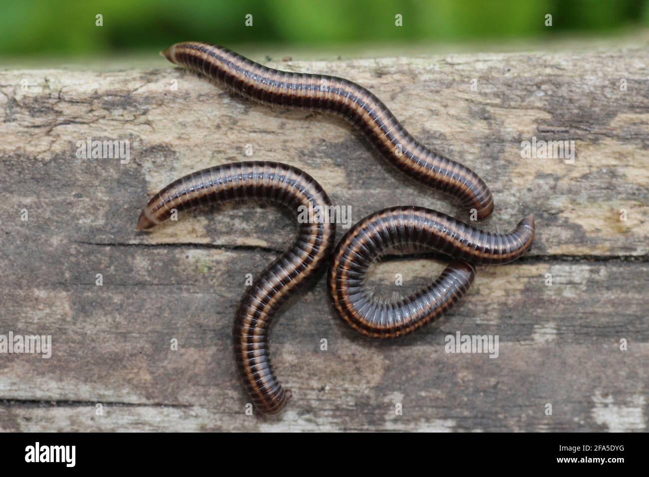 Millipedes a strisce Ommatoiulus sabulosus Foto Stock