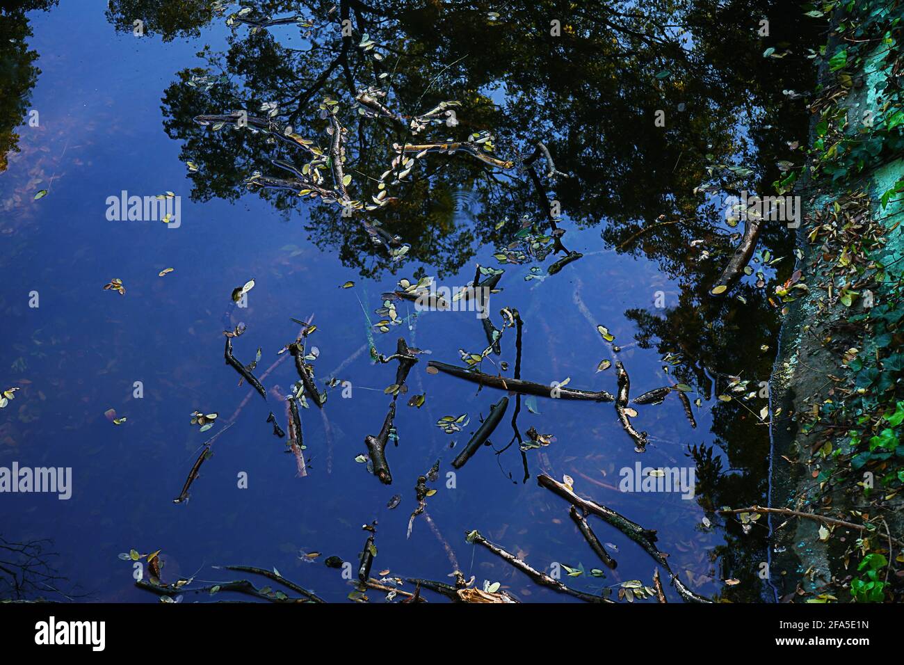 Riflessione di alberi in acqua e rami. Foto Stock