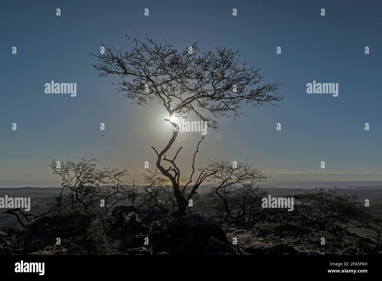 Immagine retroilluminata di un albero arido nella stagione secca, Dhofar Governatorato, Oman. Foto Stock