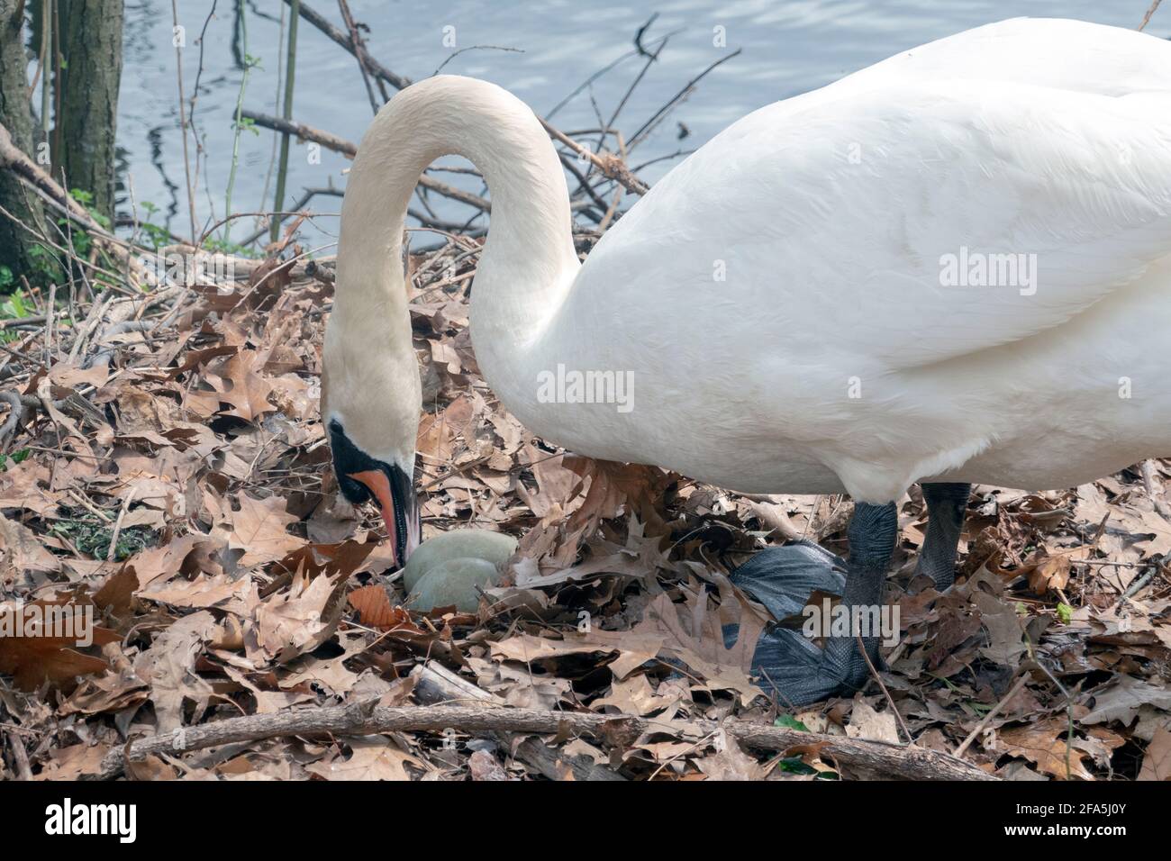 Una femmina cigno muove le sue uova su un nido che ha costruito per 3 uova. In un parco a Flushing, Queens, New York City. Foto Stock