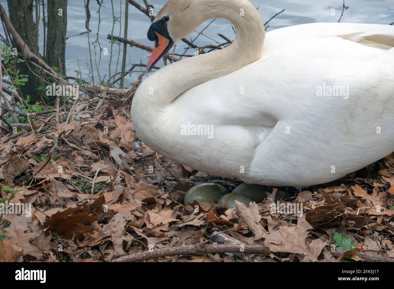 Una femmina cigno muove le sue uova su un nido che ha costruito incubando 3 uova. In un parco a Flushing, Queens, New York City. Foto Stock