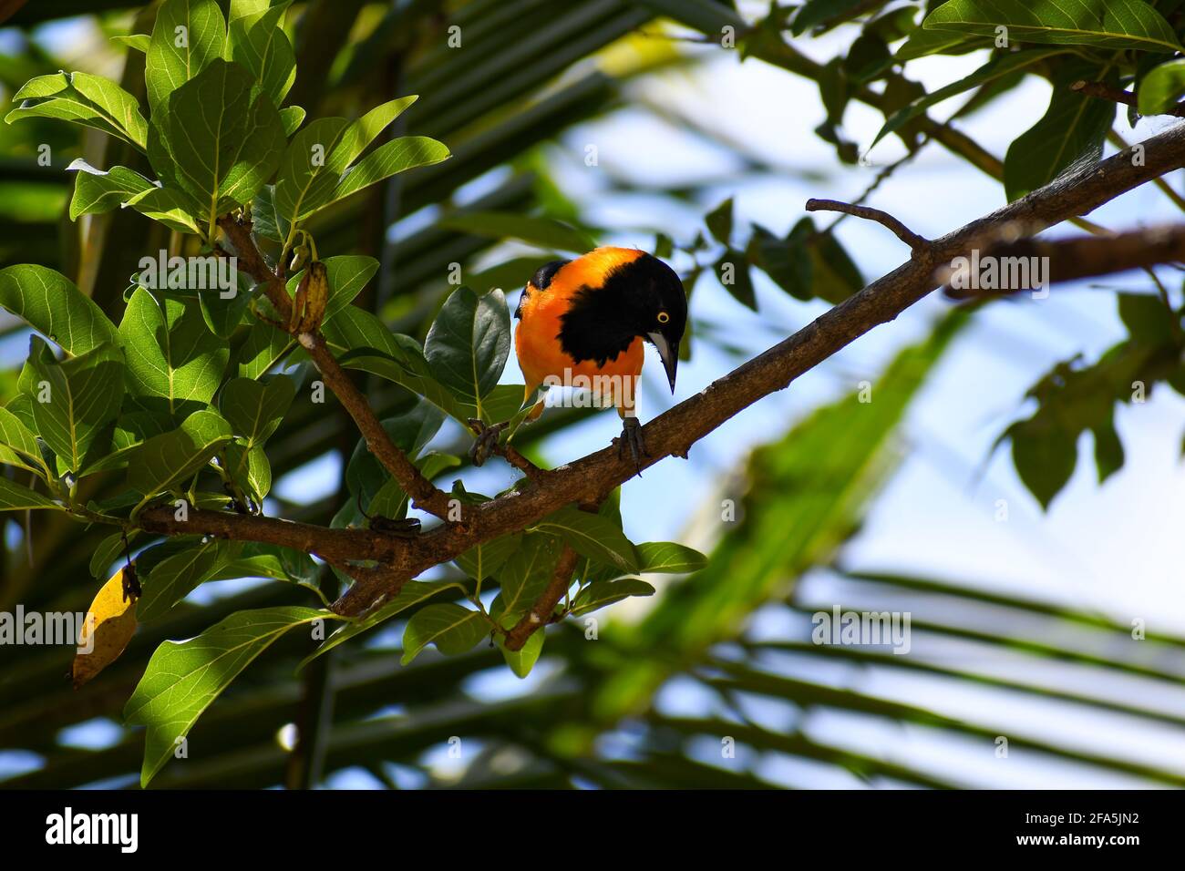 Campo Troupial (Icterus jamacaii) su un albero. Uccello arancione conosciuto come corrupião in Brasile. Foto Stock