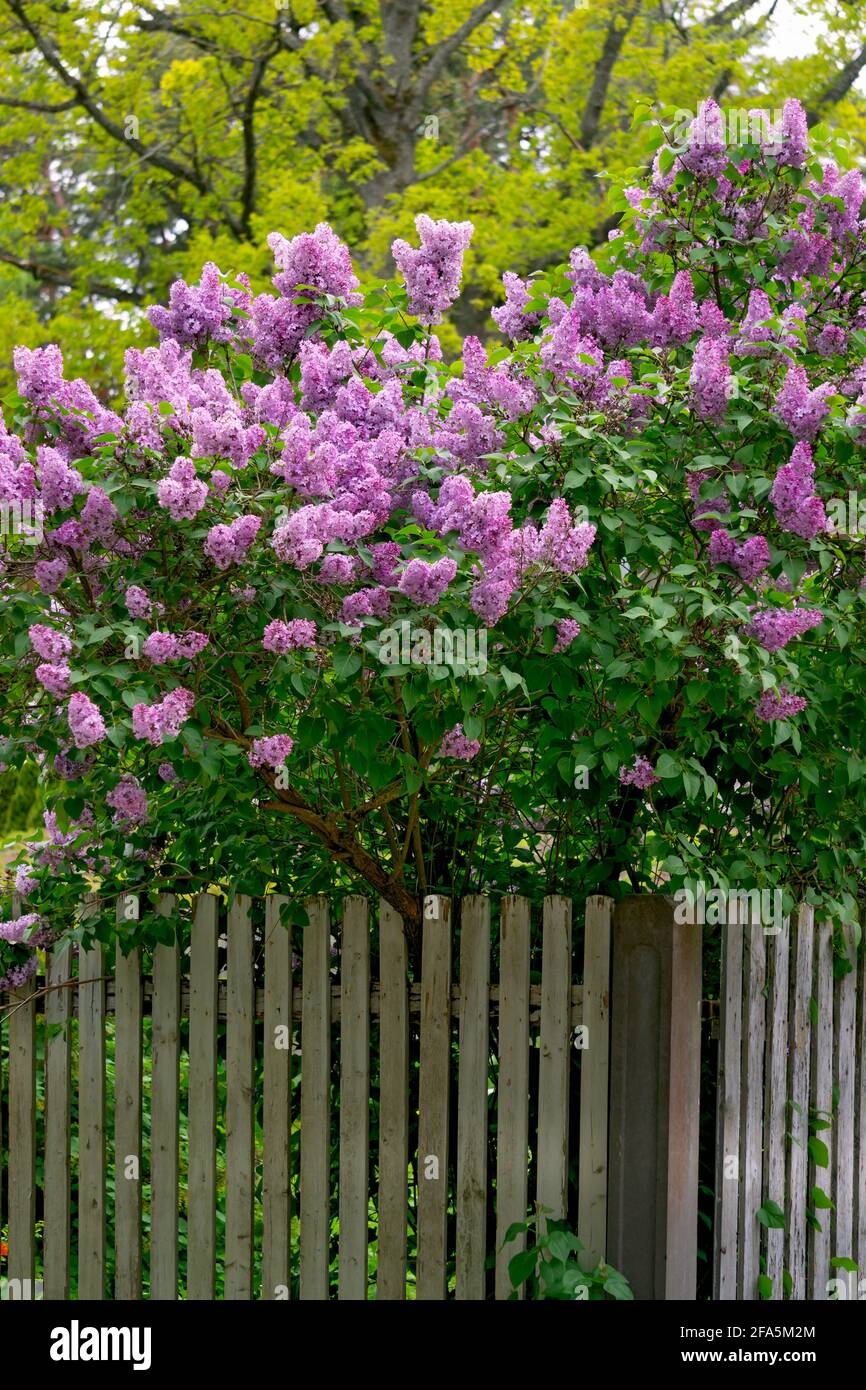 Cespuglio lilla con fiori rosa tenui in un giardino di primavera Foto stock  - Alamy
