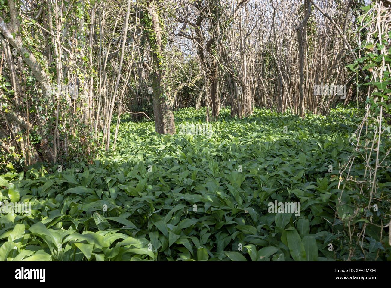 Semi Di Aglio Orsino (Allium Ursinum L.) | 2,35 - Foto 8