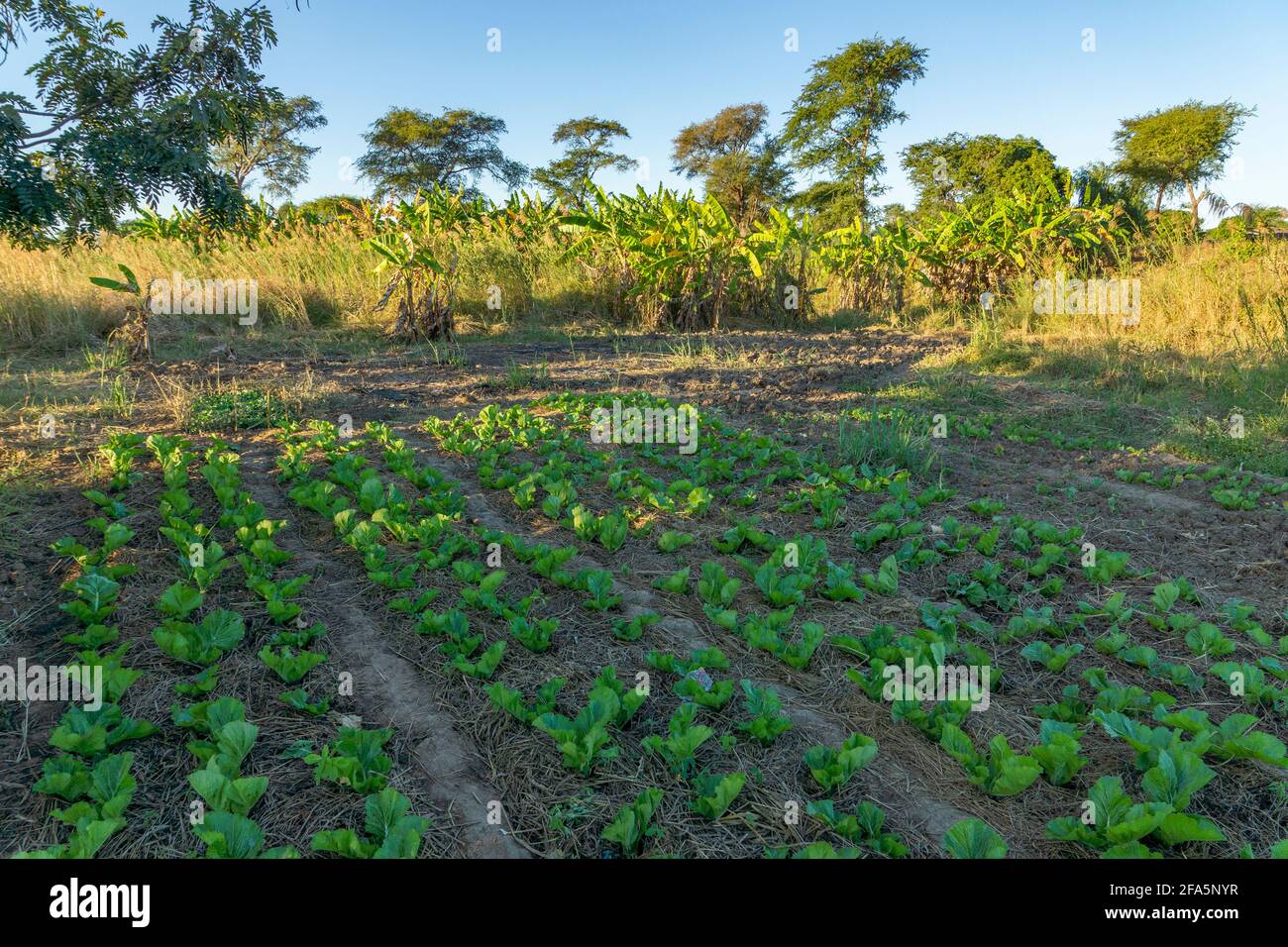 Colture che crescono in un campo nella rurale Malawi Foto Stock