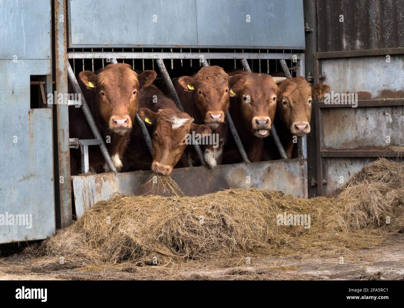 Limousin bovini di manzo in fienile che si nutrono di fieno, prima di essere liberati nei campi in primavera, Selside, Yorkshire Dales National Park, Regno Unito Foto Stock