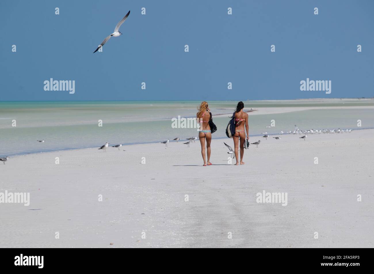 Vista posteriore di due giovani donne attraenti che camminano su una spiaggia tropicale a bassa marea sull'isola di Holbox in Messico. Concetto di viaggio avventura Foto Stock