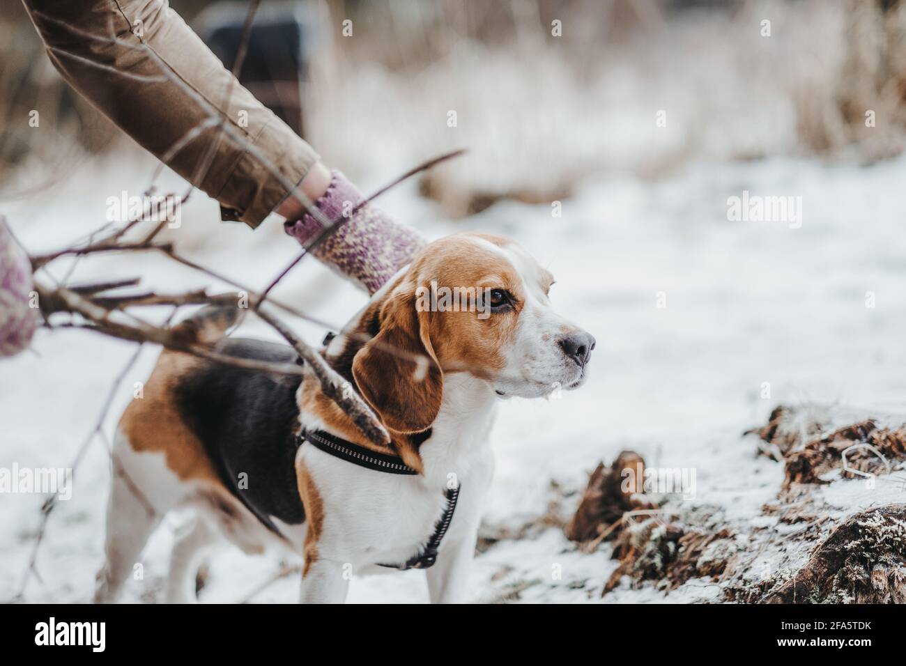 Bellissimo cane Beagle che cammina nella foresta invernale nel giorno Foto Stock