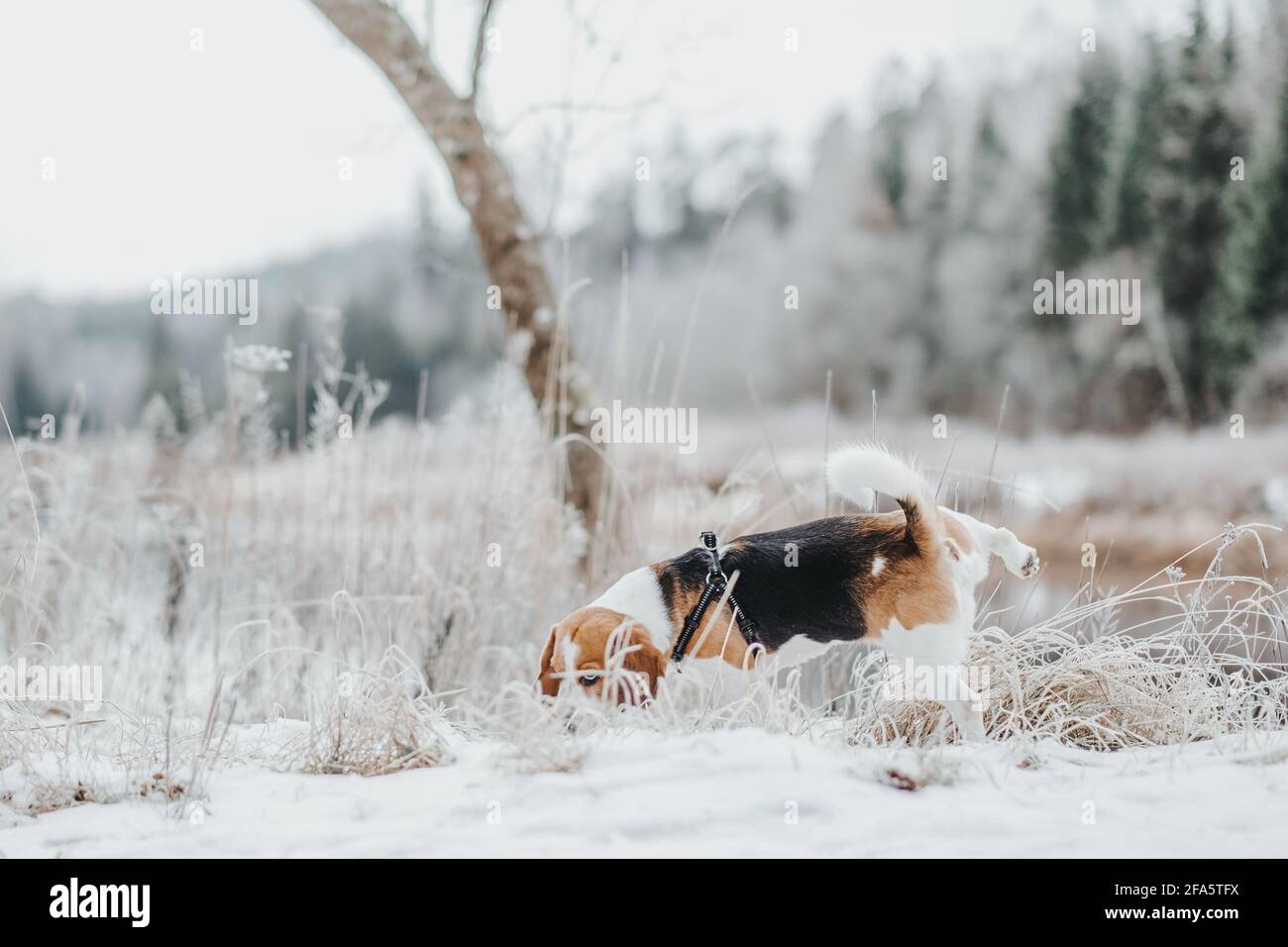 Bellissimo cane Beagle che cammina nella foresta invernale nel giorno Foto Stock